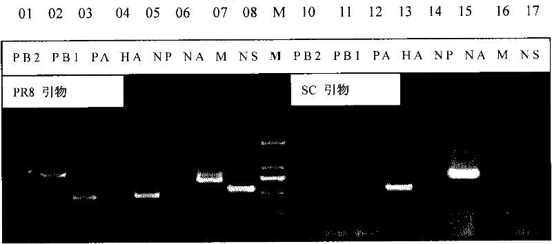 Preparation for reconstruction influenza A H1N1 virus inactivated vaccine strain (SC/PR8), and use thereof