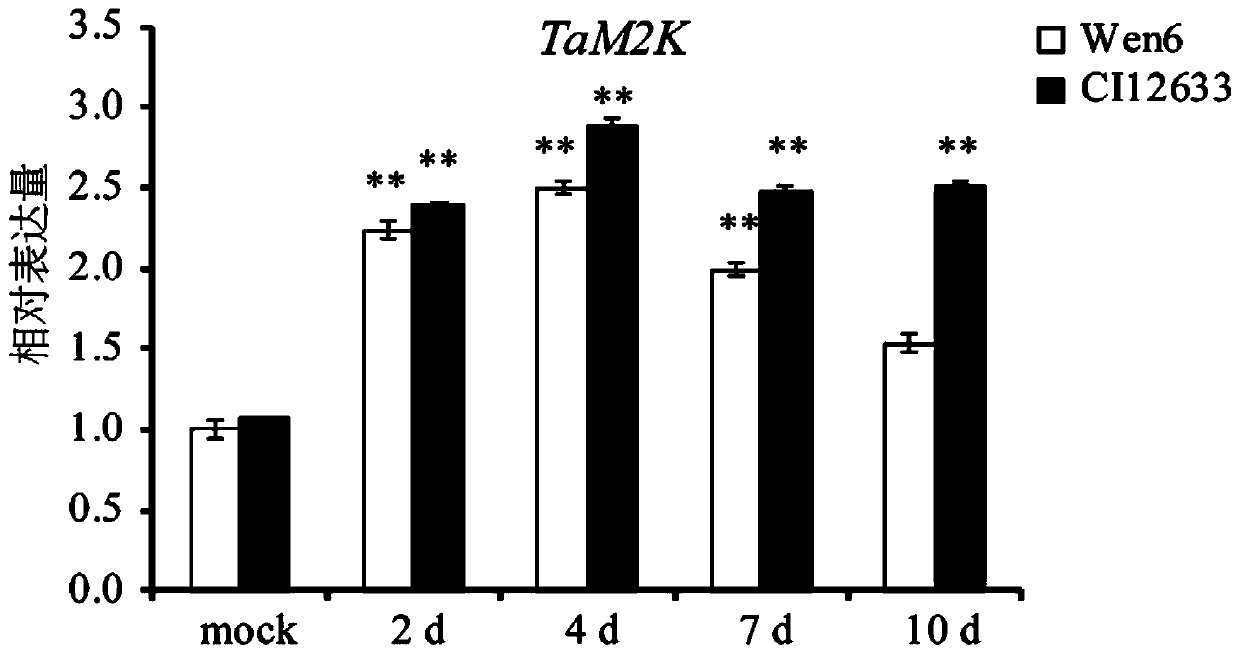 Cultivating method of disease-resistant TaM2K transgenic wheat, and related biological materials of cultivating method