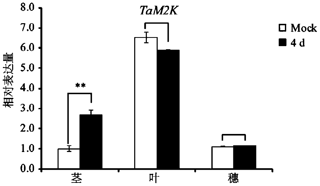 Cultivating method of disease-resistant TaM2K transgenic wheat, and related biological materials of cultivating method