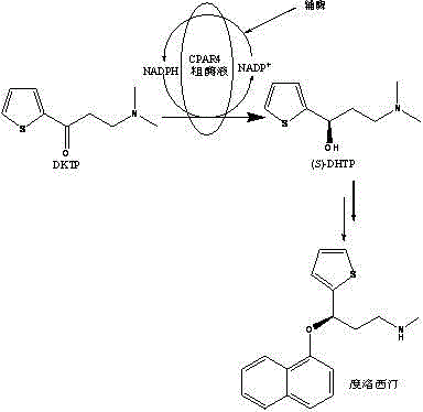Method catalytically synthesizing (S)-N, N-dimethyl-3-hydroxy-(2-thiofuran)-1-propylamine((S)-DHTP) by aldehyde ketone reductase recombinant strain crude enzyme system