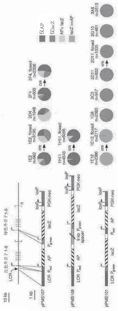 Compositions and methods for treating retinal disorders