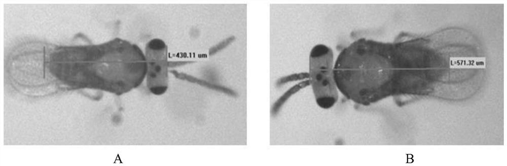 The method for breeding the drone of A. gossypis by using the short tuberculosis wasp