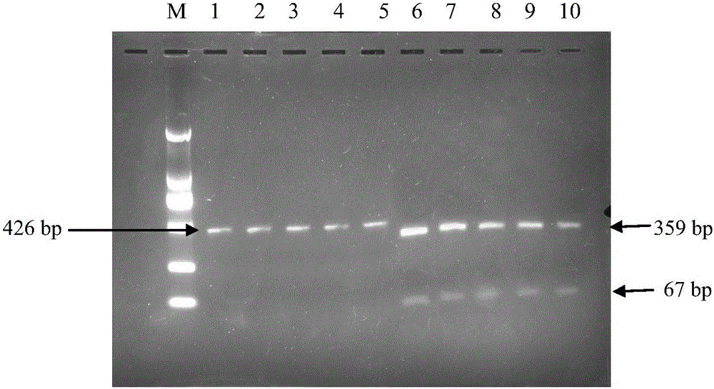 Molecular marker for removing wax powder properties on surface of grafted cucumbers in pumpkin rootstocks and application thereof