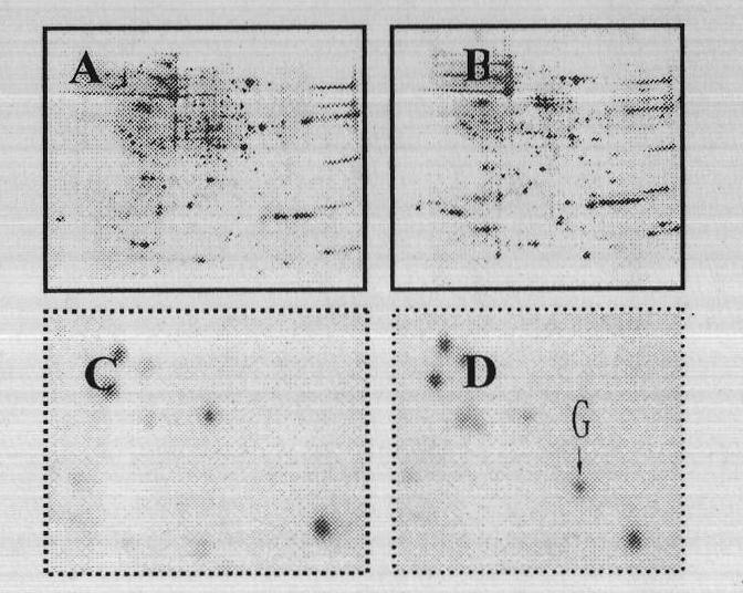 Humanized HIRRP (HSV-1 Infection Related Repress) protein molecule for resisting HSV1 virus infection