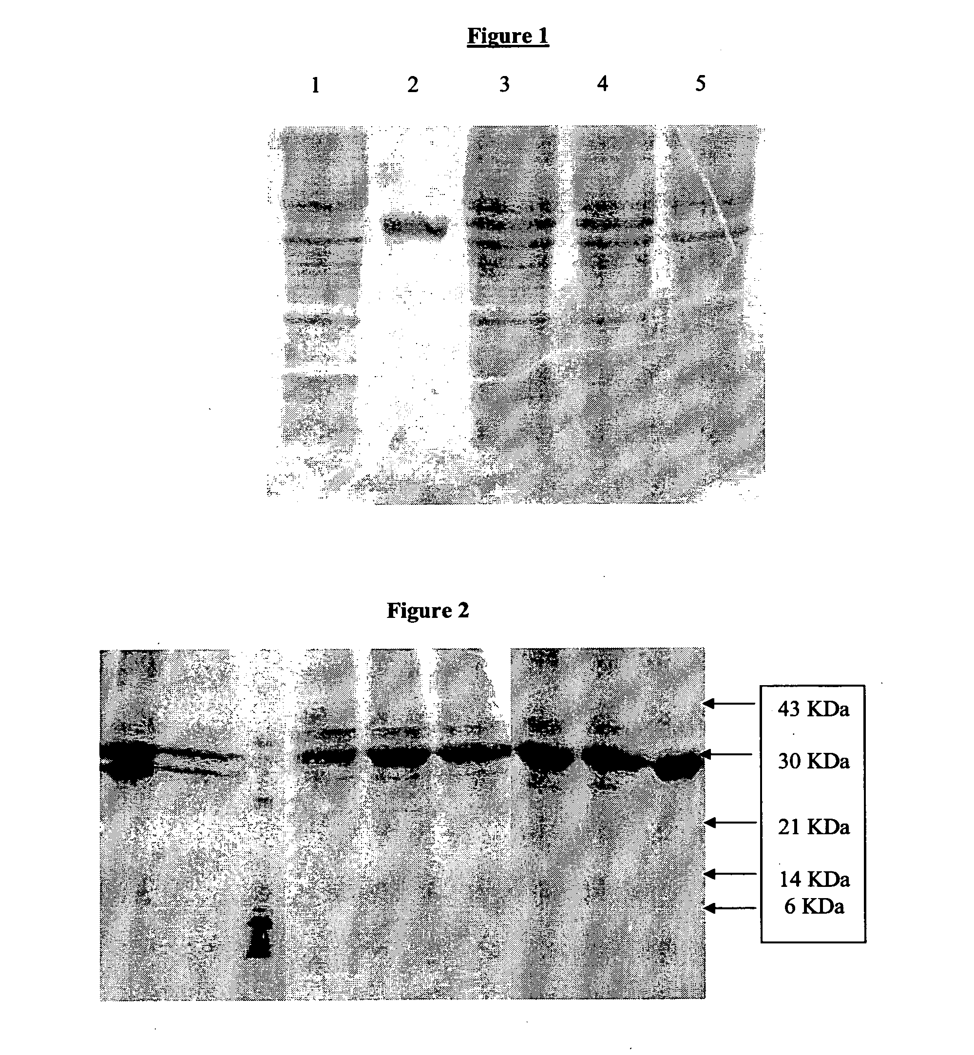 Stable immunogenic protein having multiple cysteines molecules process therefor  and composition thereof