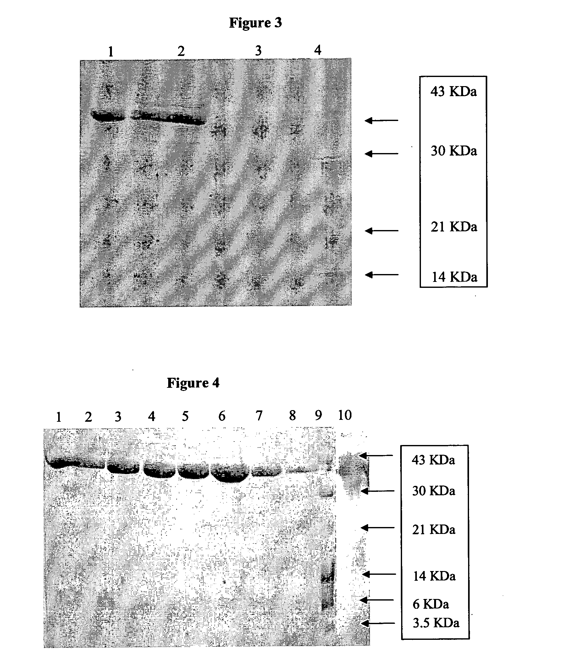 Stable immunogenic protein having multiple cysteines molecules process therefor  and composition thereof