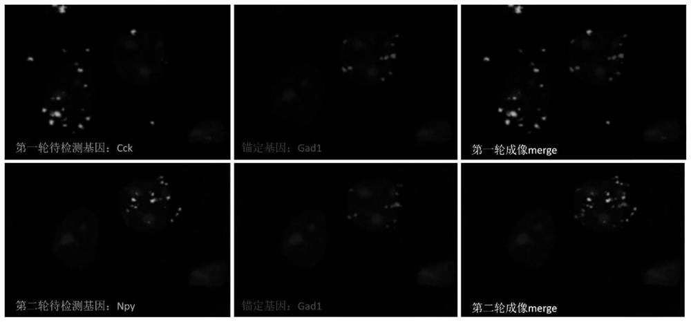 High-density signal decomposition sparse interpretation method applied to space omics and application of high-density signal decomposition sparse interpretation method