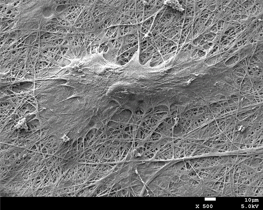 In-situ-crossly-linked electrospun fibrous membrane dressing made from collangen I and preparation method of in-situ crosslinking electrospun fibrous membrane dressing