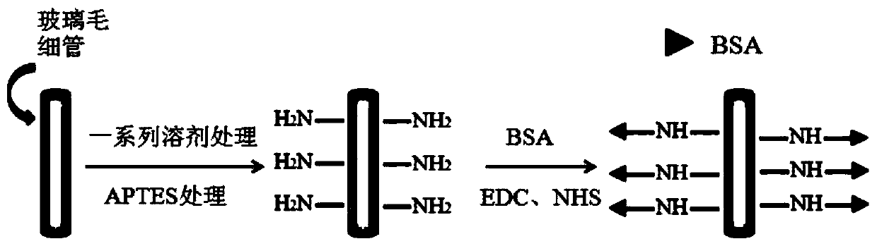 A glass capillary-based bovine serum albumin detection probe and its preparation method and application