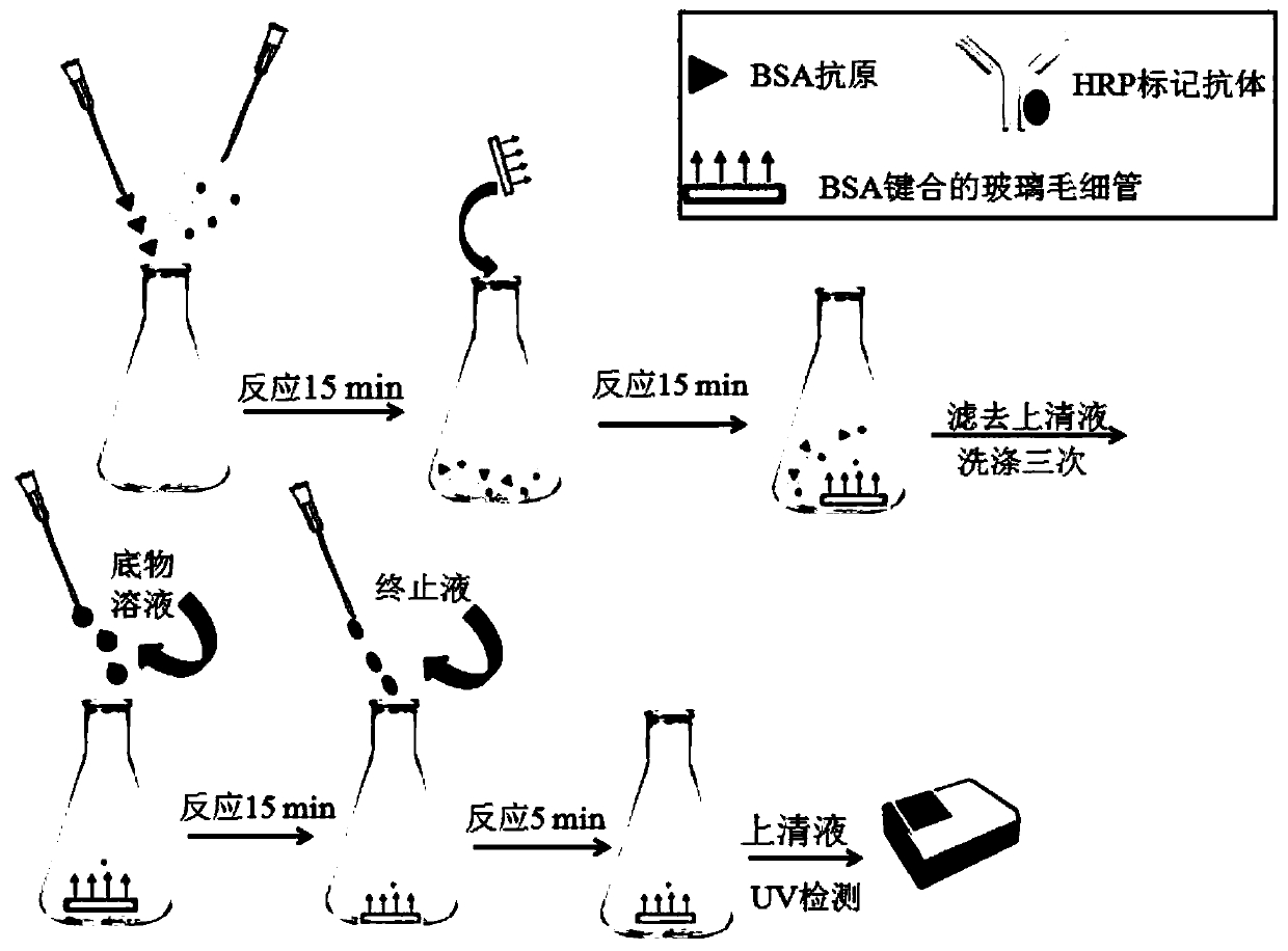 A glass capillary-based bovine serum albumin detection probe and its preparation method and application