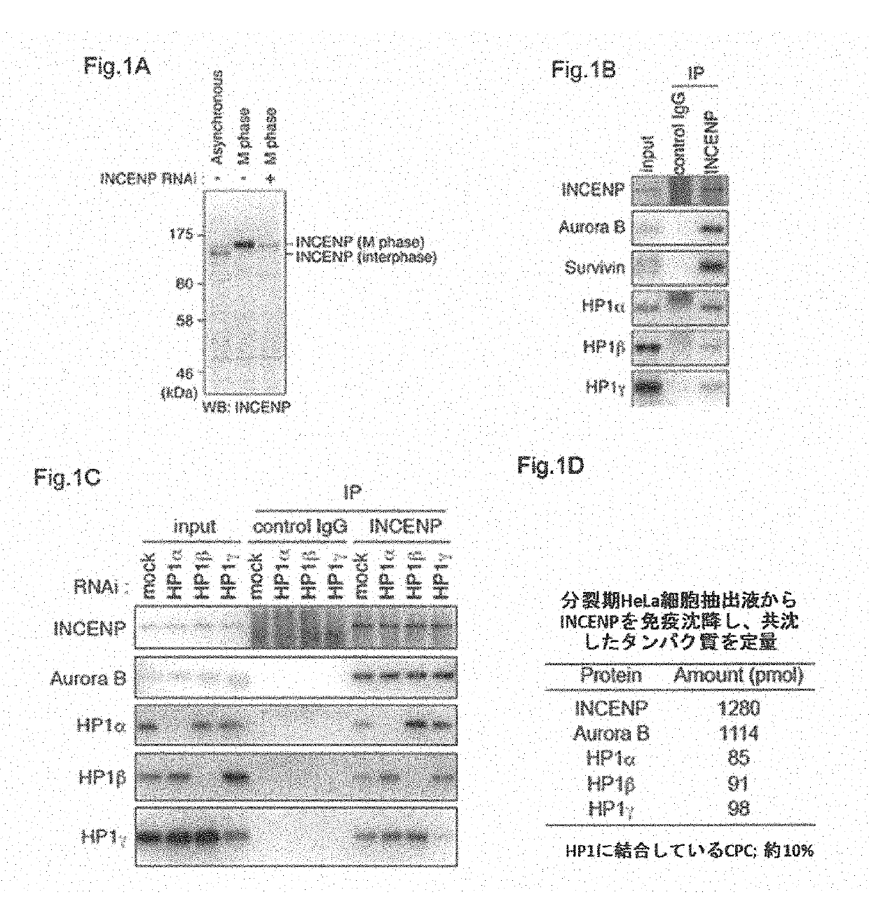Screening method of anticancer agent focused on function of hp1 and evaluation system