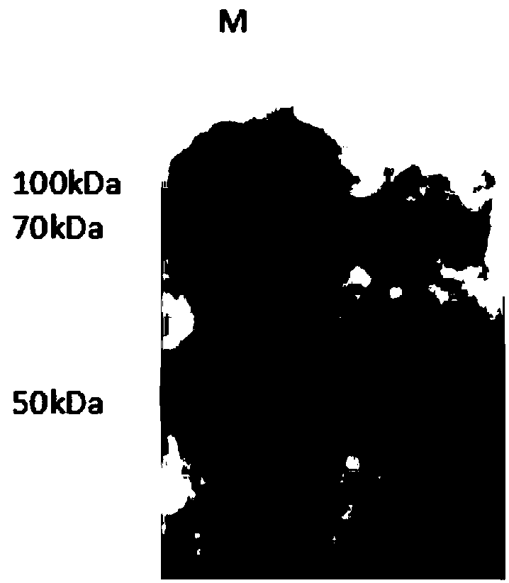 Indirect ELISA detection kit for detecting novel chicken reovirus antibody and use thereof