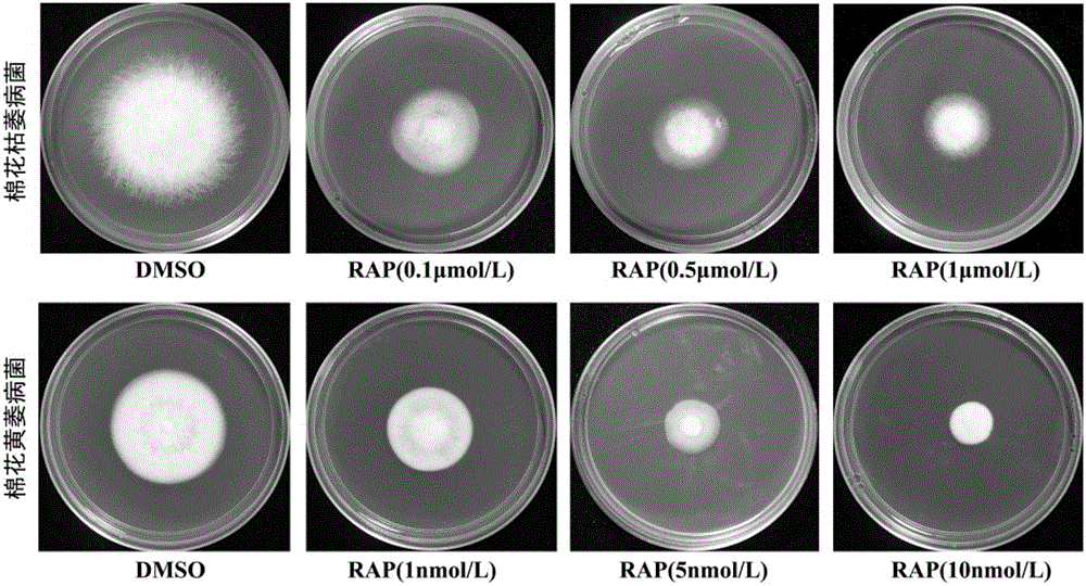 New application of TOR protein inhibitor to inhibition of wilt fusarium and verticillium dahliae of plants