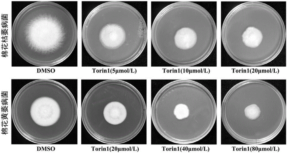 New application of TOR protein inhibitor to inhibition of wilt fusarium and verticillium dahliae of plants