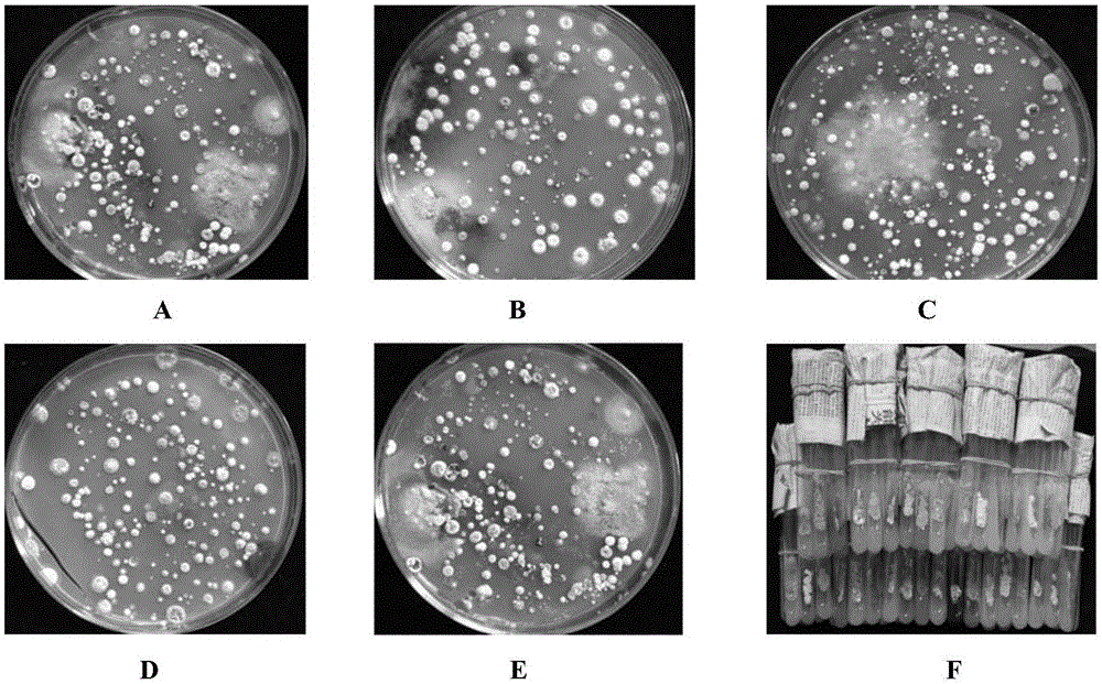 Strain of biocontrol Streptomyces and application thereof