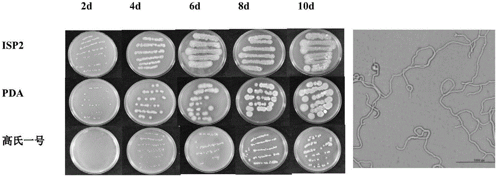 Strain of biocontrol Streptomyces and application thereof