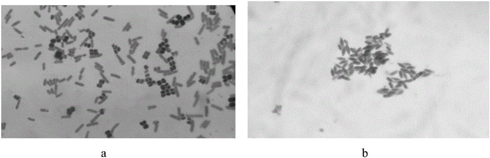 Paenibacillus elgii D7 and application thereof to cellulose degradation