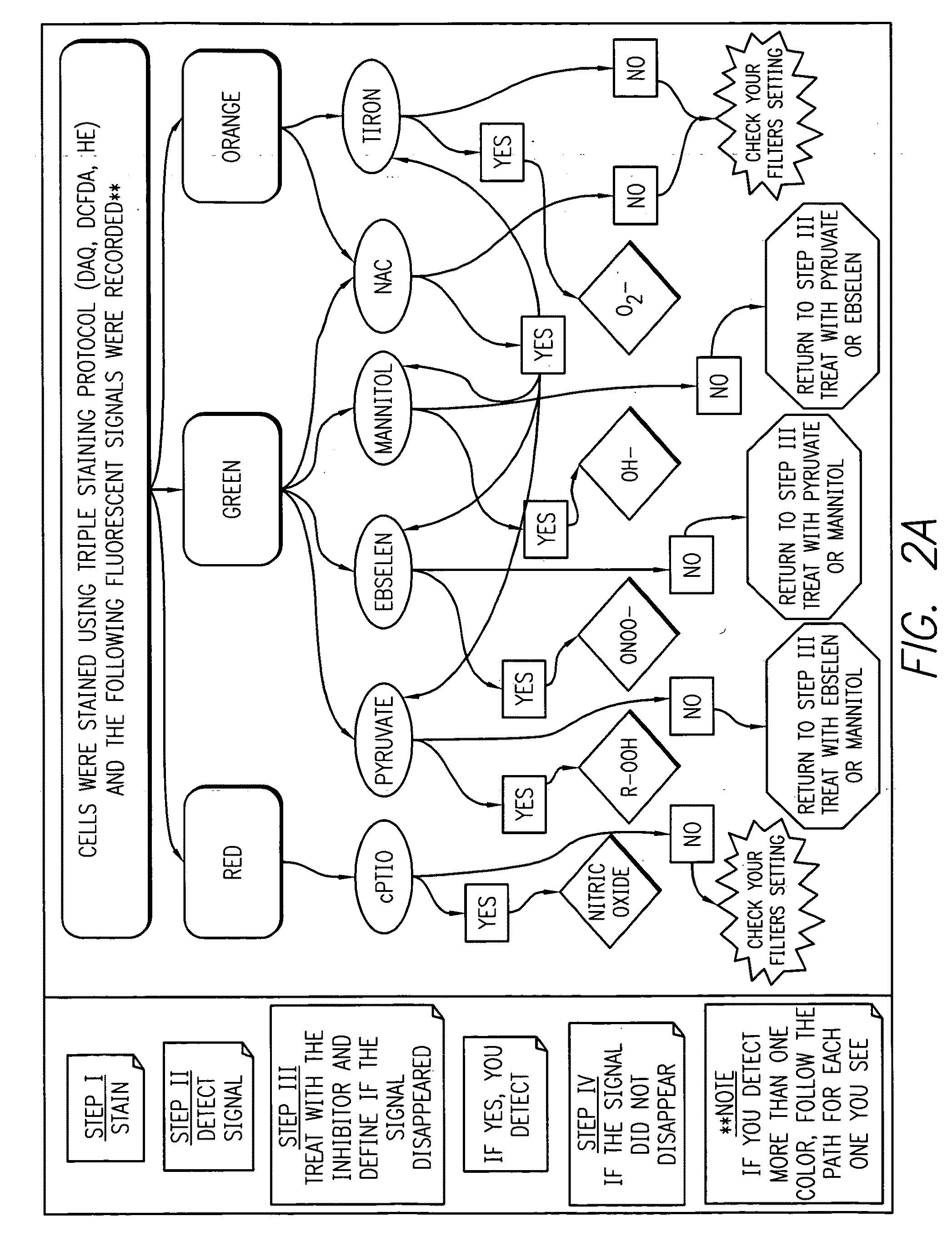 Profiling reactive oxygen, nitrogen and halogen species