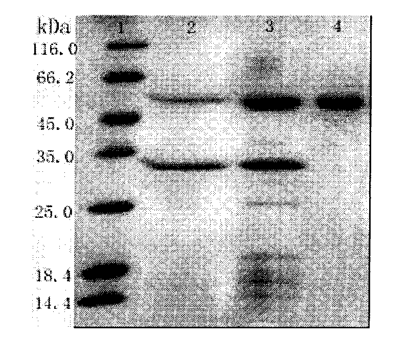 Organic solvent resisting lipase, application thereof and bacteria for producing same