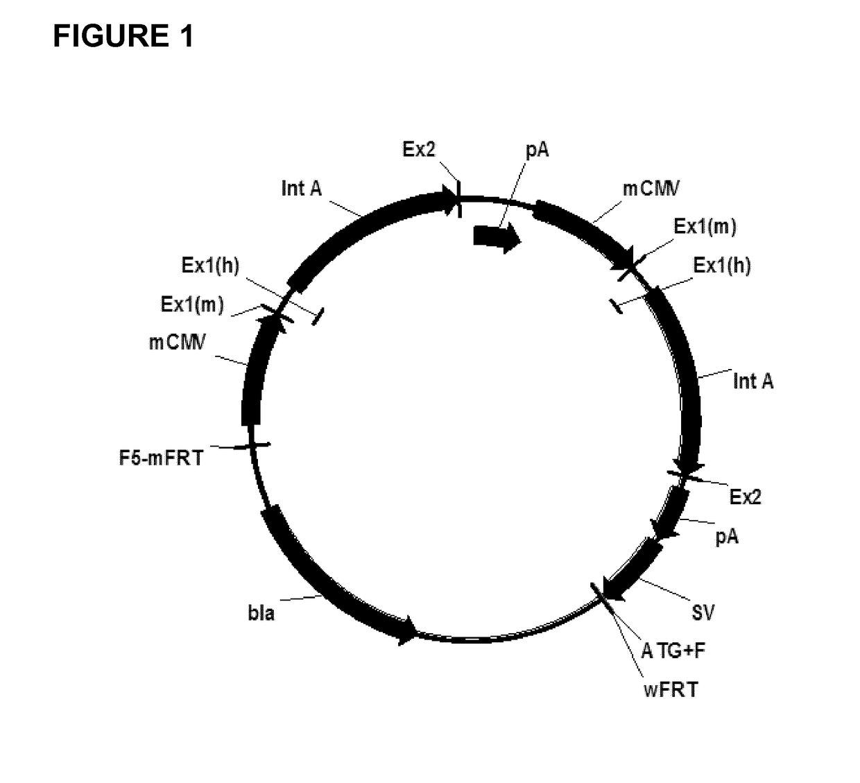 Expression vectors comprising chimeric cytomegalovirus promoter and enhancer sequences