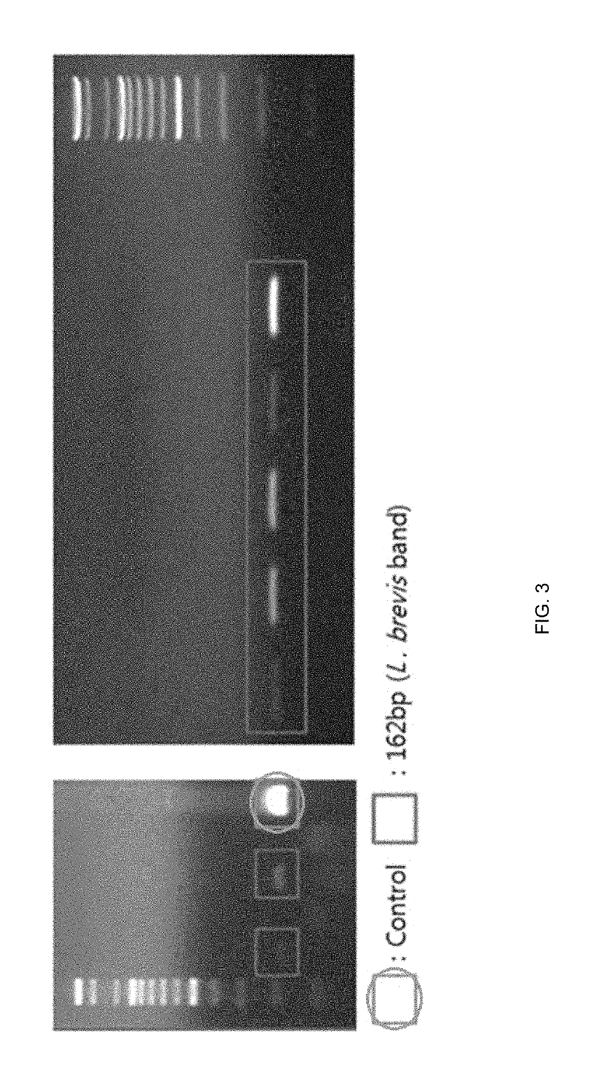 Natural lactic acid bacteria isolated from Korean traditional Nuruk to be used for bakery