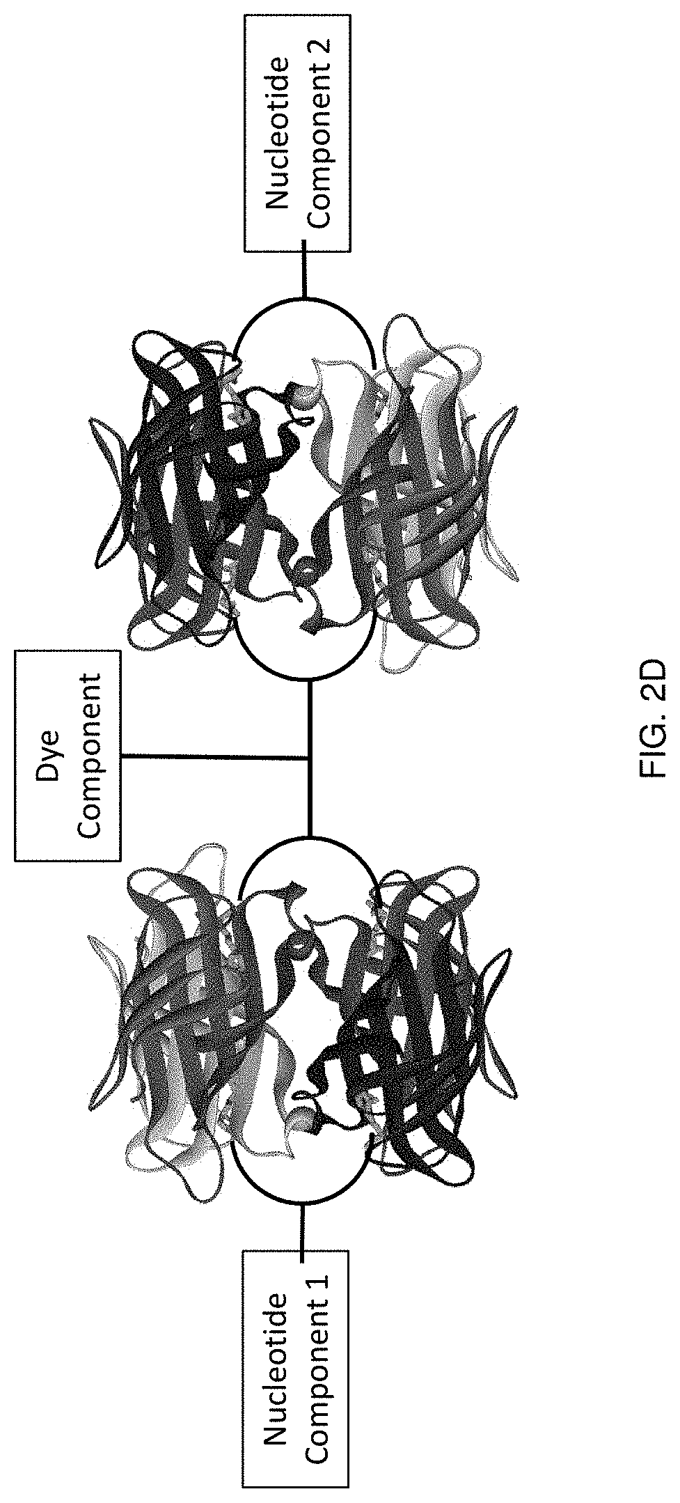 Protected dye-labeled reagents