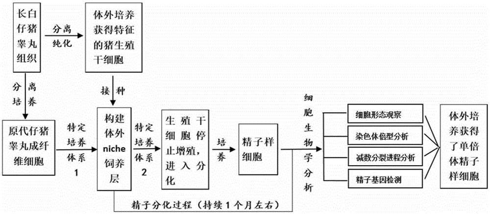 Establishment method for differentiating swine germline stem cells into sperms in vitro