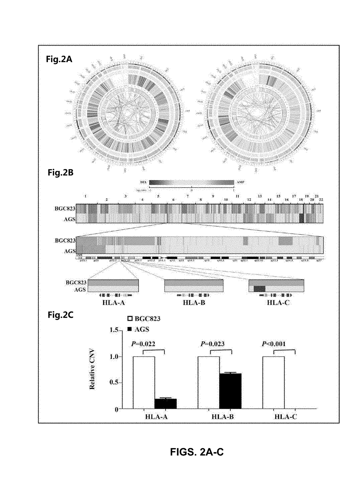 Methods and compositions for the diagnosis and treatment of cancer