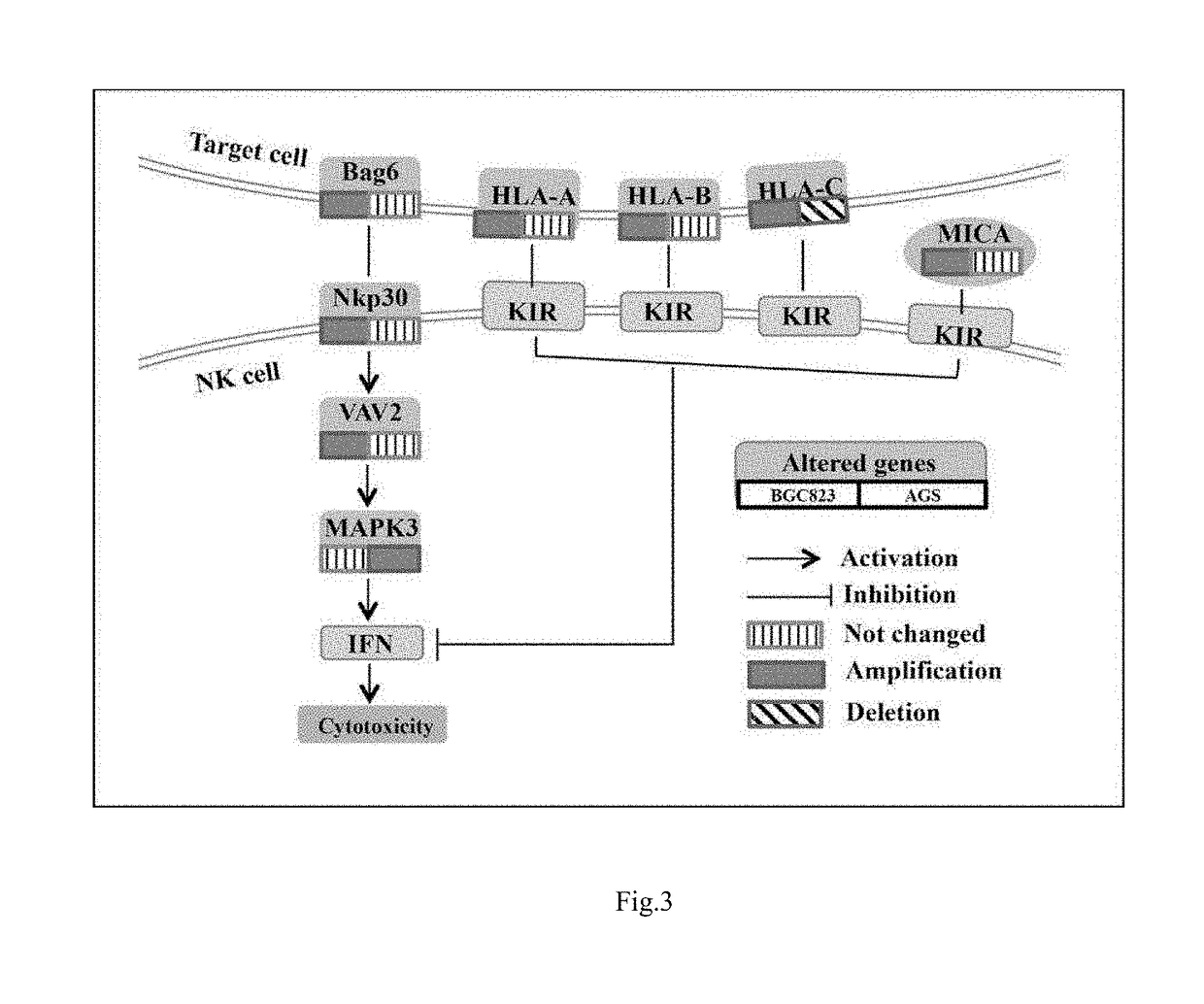 Methods and compositions for the diagnosis and treatment of cancer