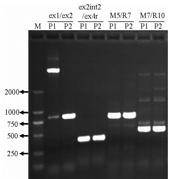 Millet waxy gene cosegregation molecular marker and detection method thereof