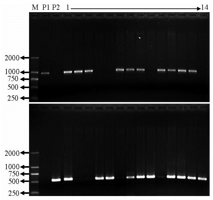 Millet waxy gene cosegregation molecular marker and detection method thereof
