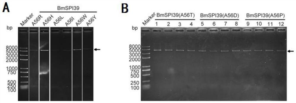 bmspi39 mutants and their applications