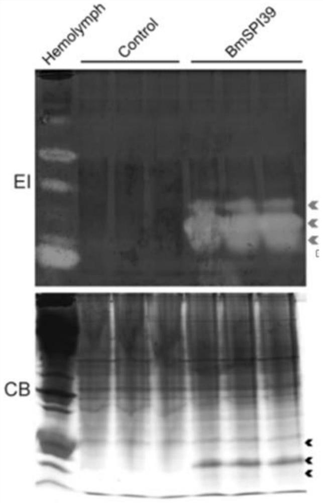 bmspi39 mutants and their applications