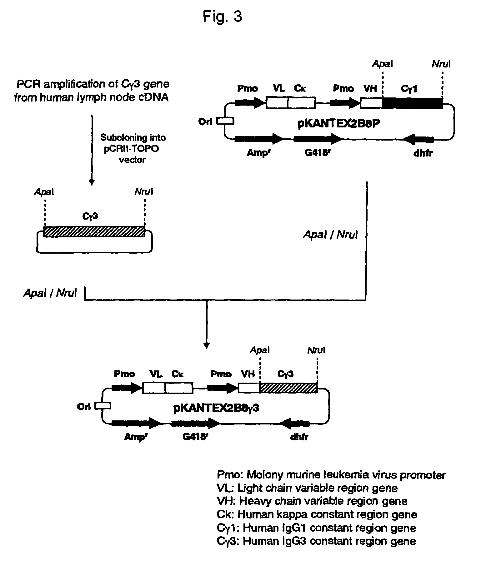 Recombinant antibody composition