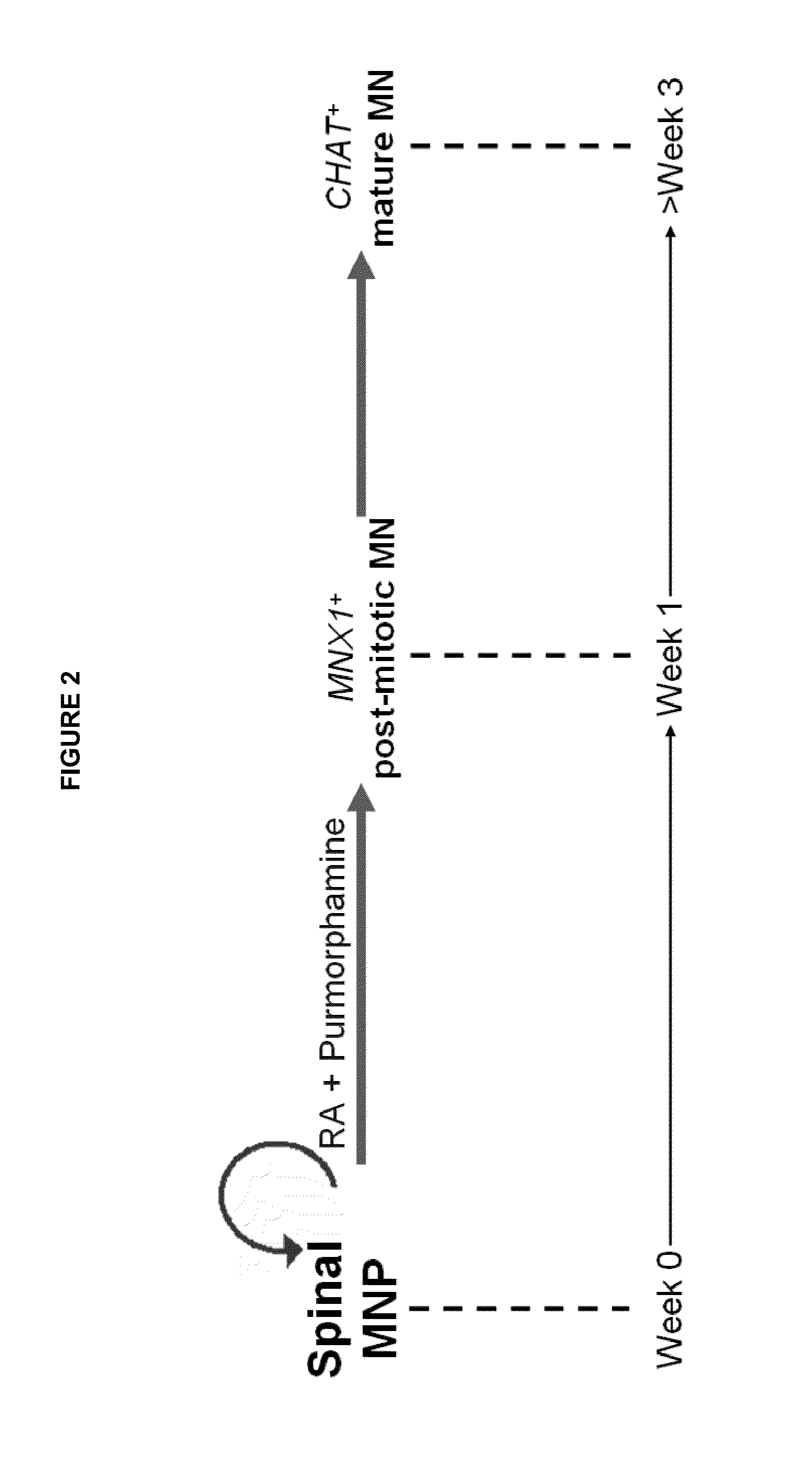Methods of maintaining, expanding, and diffrentiating neuronal subtype specific progenitors