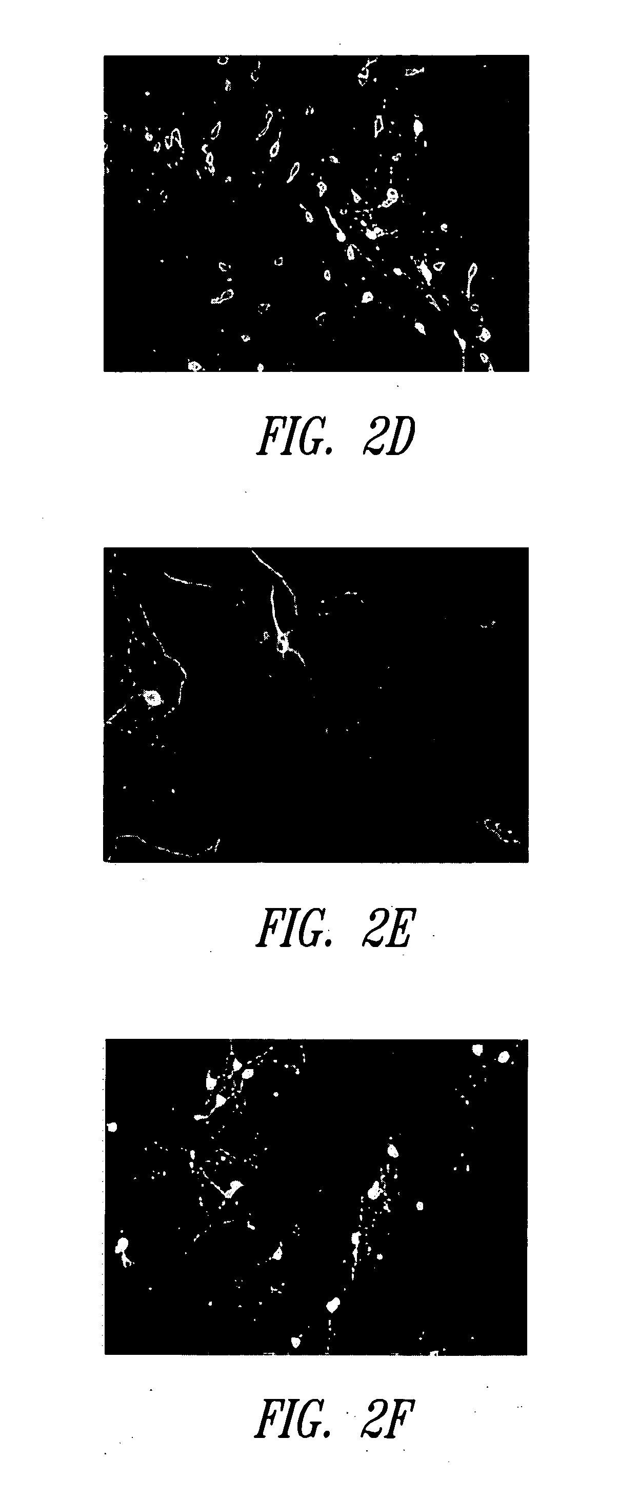 Extended primary retinal cell culture and stress models, and methods of use