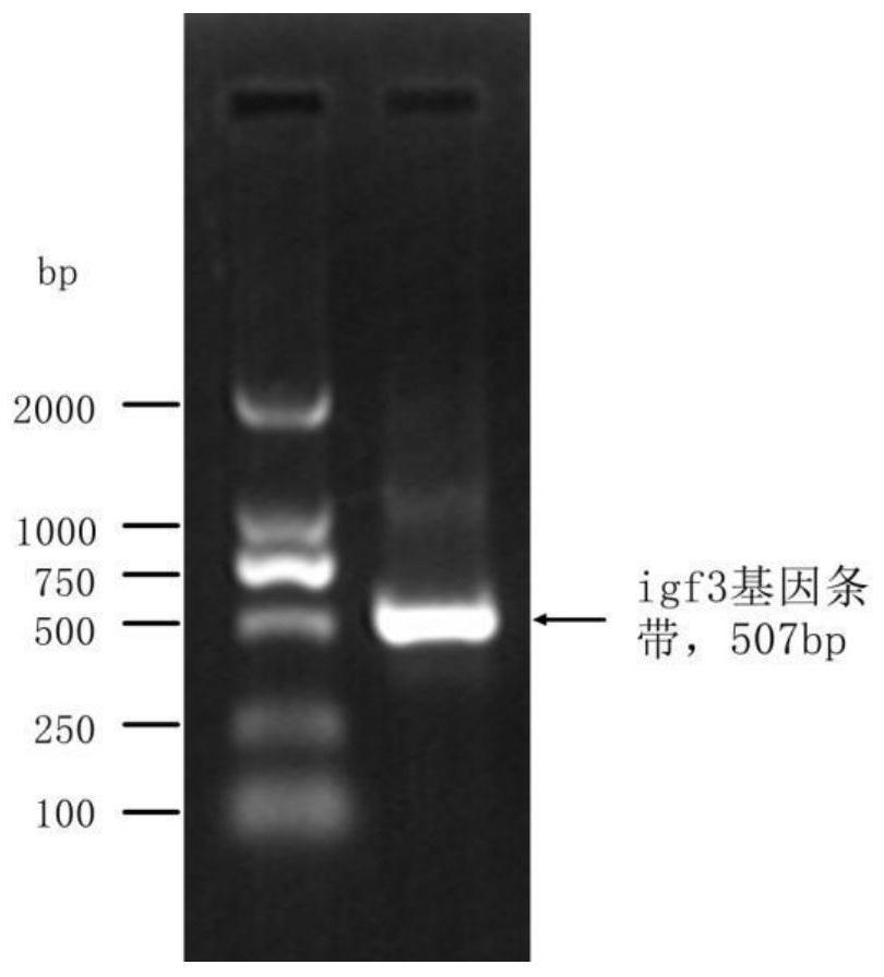 Scatophagus argus germ cell maturation promoting gene IGF3 and application thereof