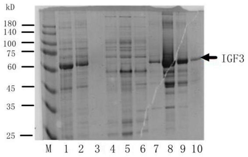 Scatophagus argus germ cell maturation promoting gene IGF3 and application thereof