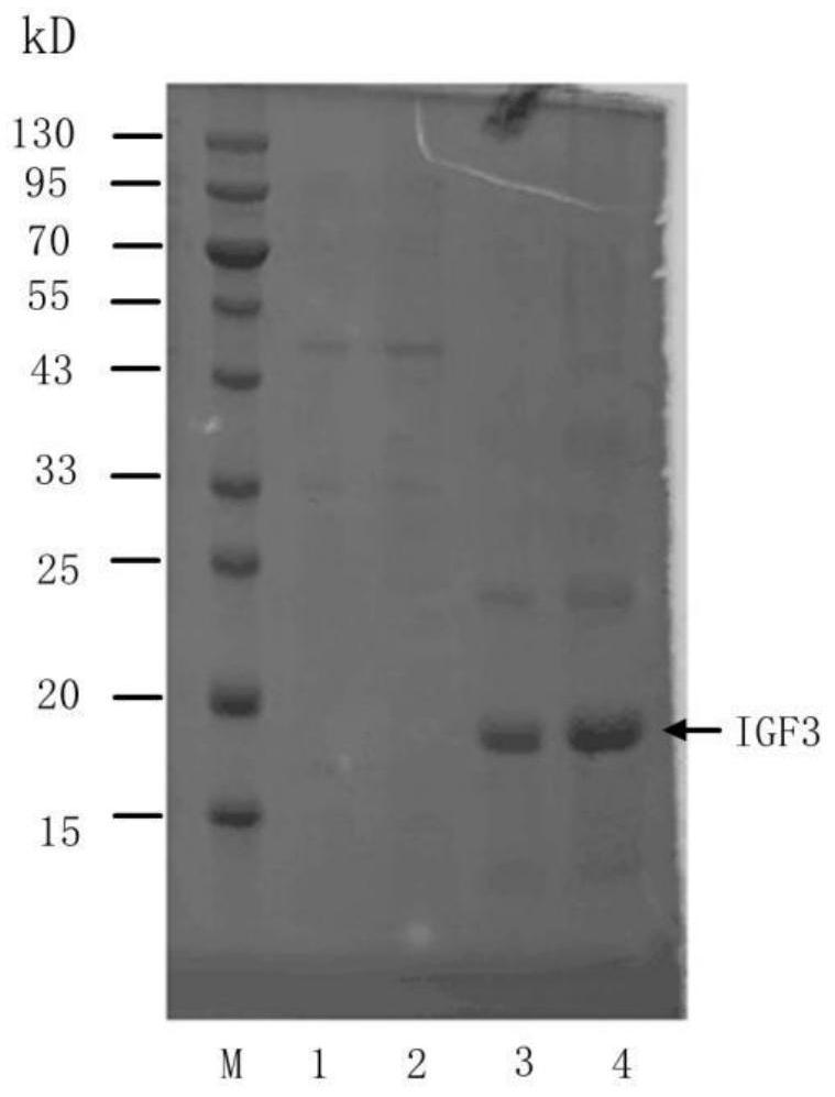 Scatophagus argus germ cell maturation promoting gene IGF3 and application thereof