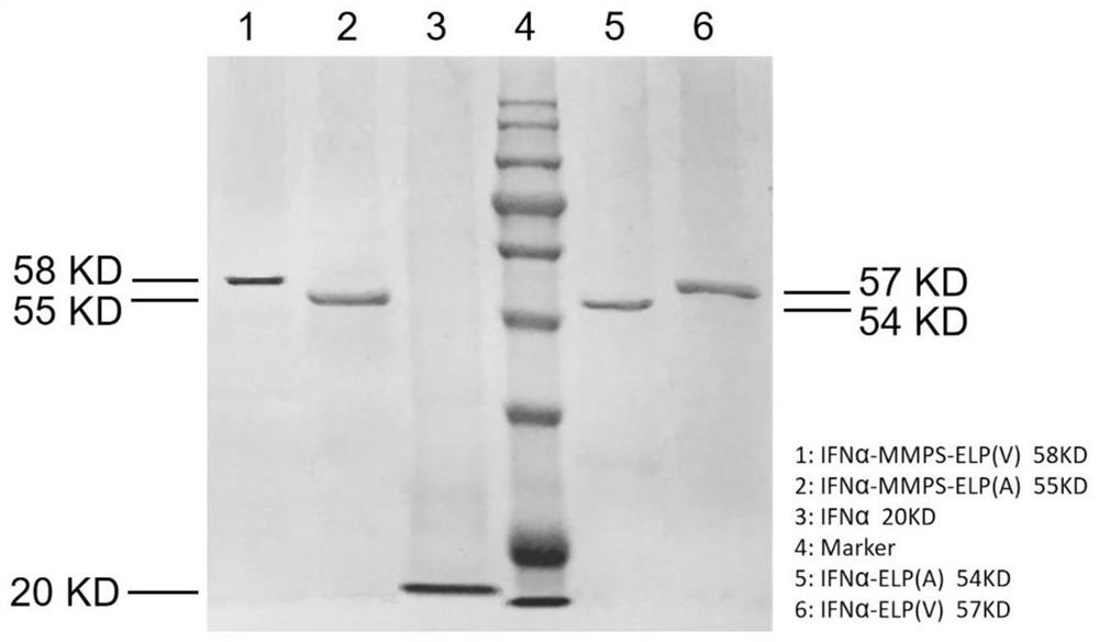 A temperature and enzyme dual responsive protein polymer conjugate and its preparation method and application