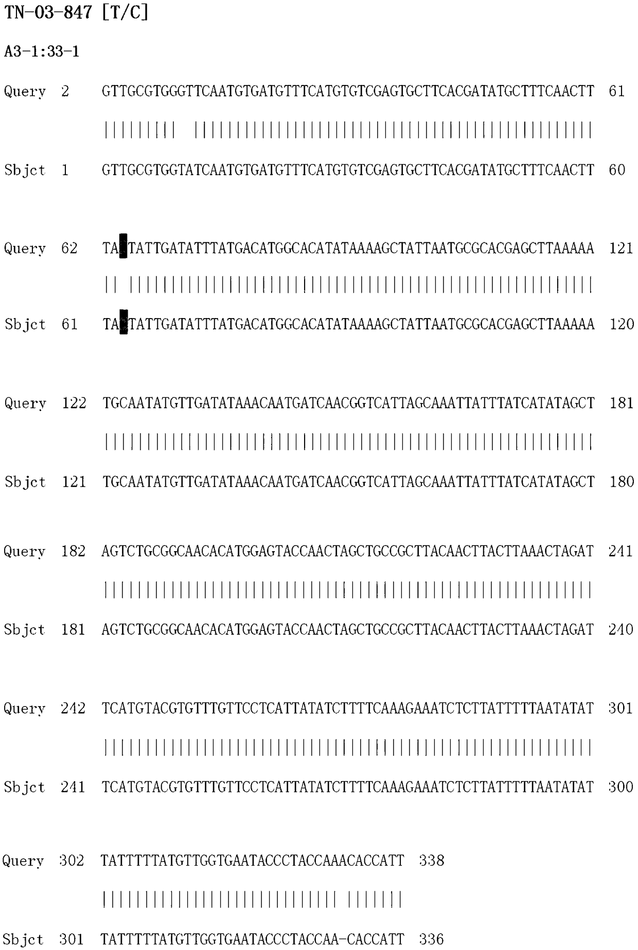 SNP marker related with millet tiller number character and detecting primer and application thereof