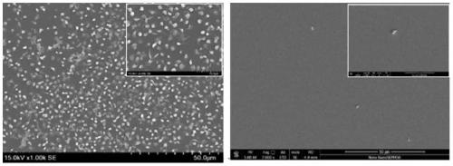 Recombinant human type-III collagen modified biovalve material and preparation method thereof