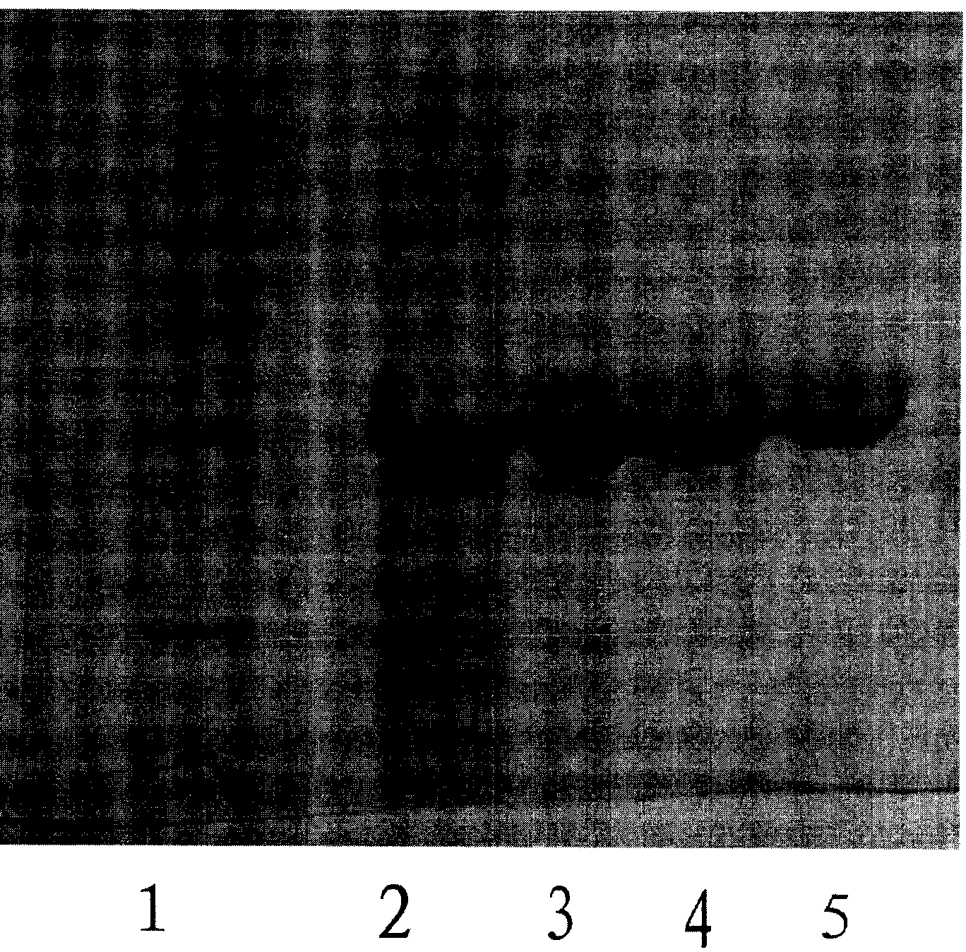 Method for producing recombinant human serum albumin-interferon alpha 2b