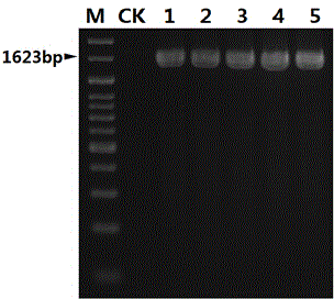 Nucleotide sequence for detecting listeria monocytogenes and detection method and detection kit