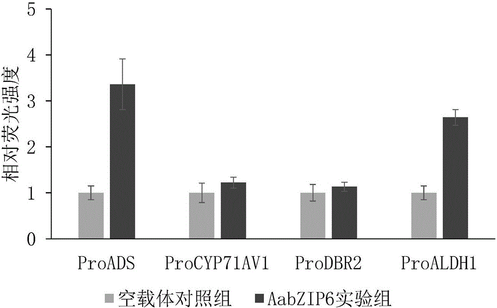 Artemisia apiacea bZIP-type transcription factor encoding sequence, cloning method and application