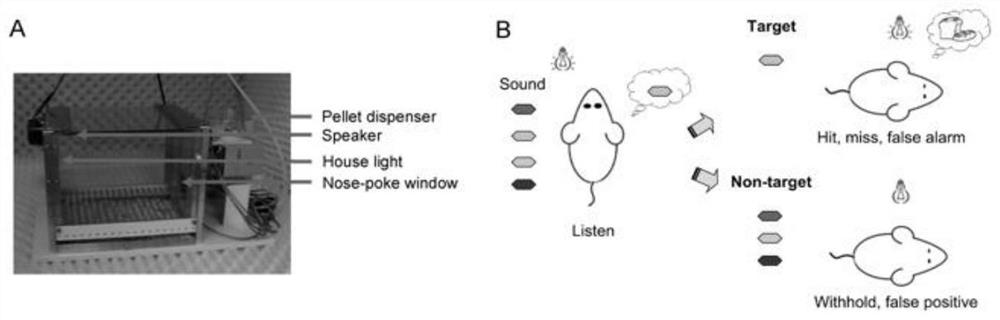 Perception training device and method for auditory cortex plasticity based on painless training stimulation and application