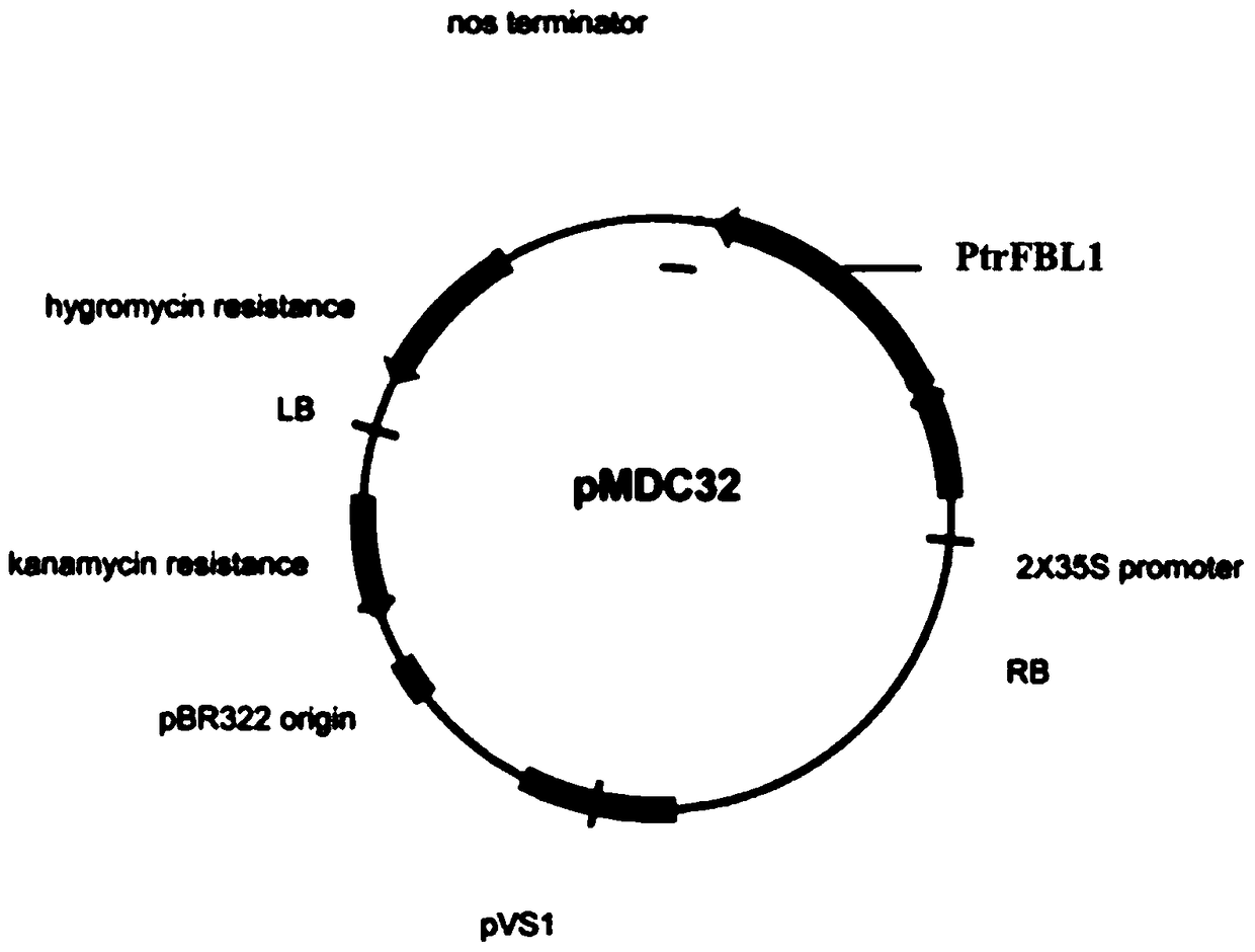 An auxin receptor gene regulating adventitious root development of poplar and its application