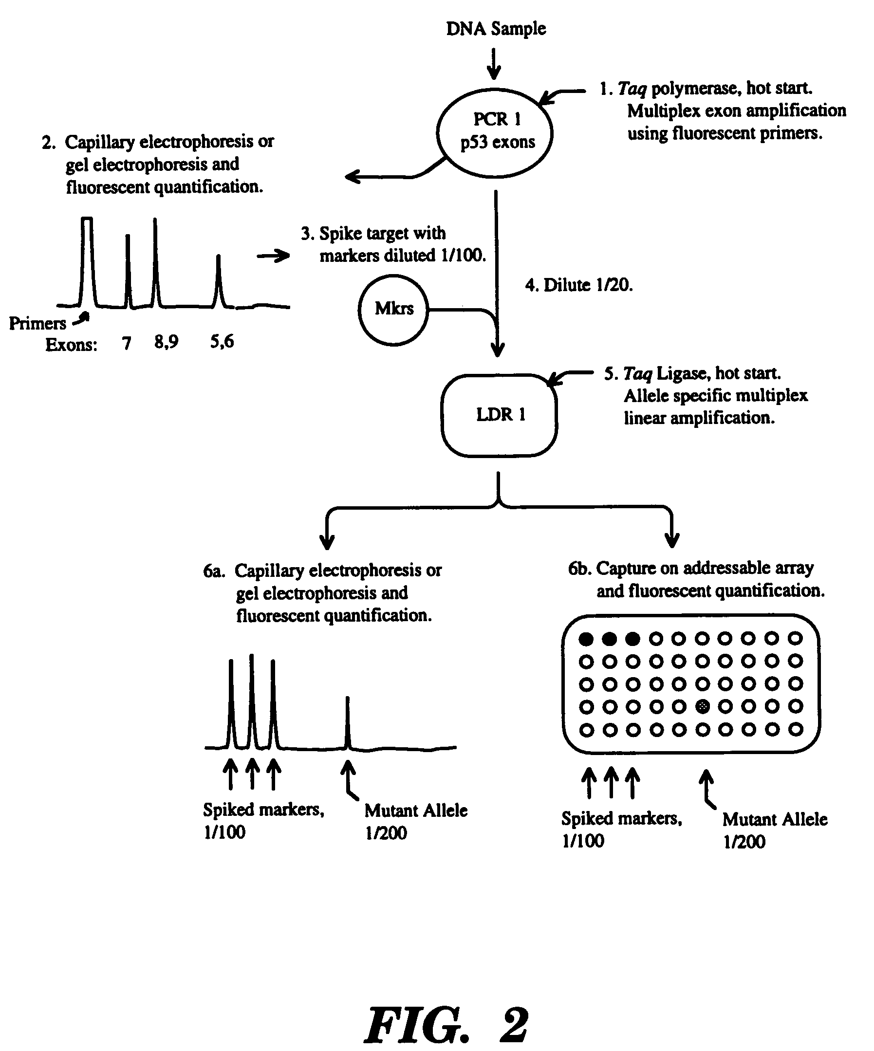 High fidelity detection of nucleic acid differences by ligase detection reaction