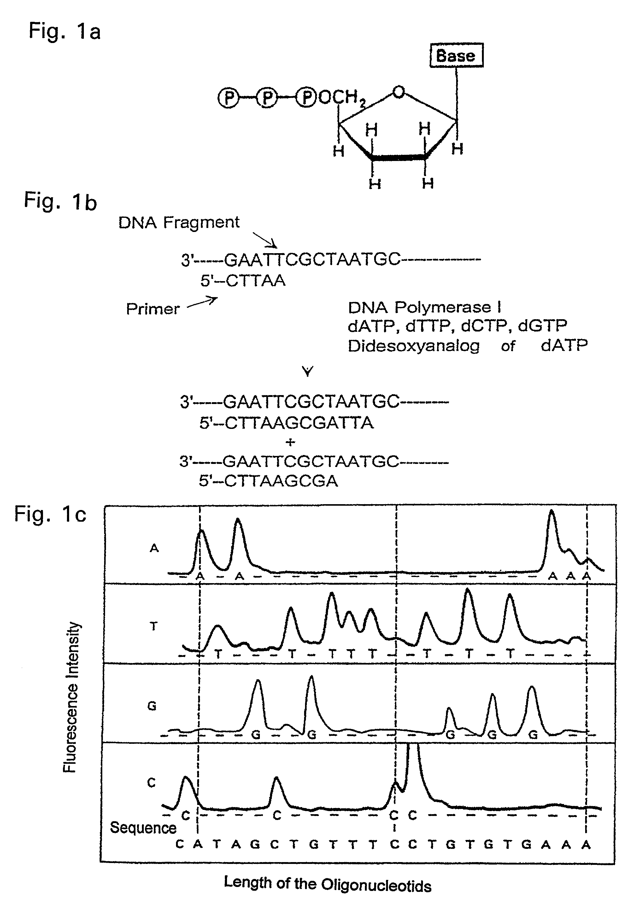 Method of the electrochemical detection of nucleic acid oligomer hybrids
