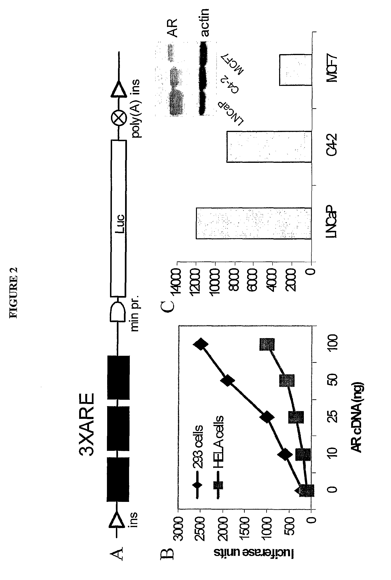 Modulation of Androgen Receptor for Treatment of Prostate Cancer